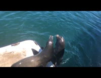 Two grey seals fight white deck ocean 