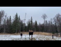 Woman defends friend moose 