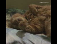 Sleeping brown cat meows and wakes up 