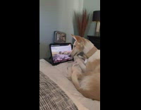 Dog Watches Horses Run in YouTube Video