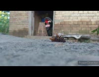 Time lapse ants carry brown wasp bug