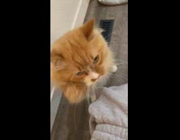 Cat missing paws scratching owners leg on toilet 