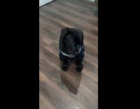 Puppy times barks to match song lyrics 