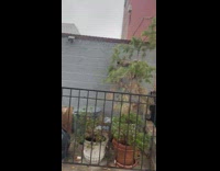 Raccoon plays at small tree outside apartment at NY 