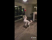 Dog tries to catch balls 