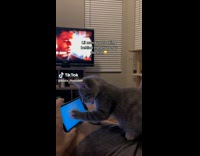 Collab BitchMP - Cat looking for fish behind phone game