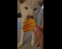 Pet dog barks and eat angrily the chips