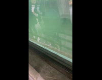 Sea otter twirl swim inside the aquarium