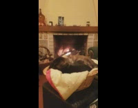 Two cats in basket lick head fireplace
