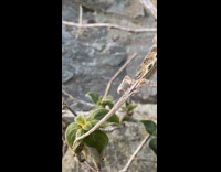 Lizard between the twig and the plant