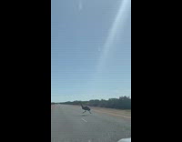 Big black bird runs across street