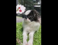 Small black white dog sunglasses lays grass