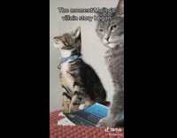 Collab BitchIG2 - Grey cat hit by other cat looks over angry