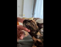 Jealous Cat Hits Mesmerized Cat on Face