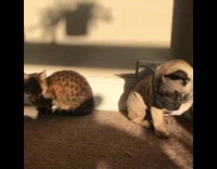 grey cat meowing and french bulldog looking at it 