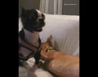 Brown Dog and Black/White Dog Fight On White Couch