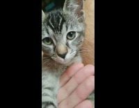 Grey kitten green eyes lays back lap 