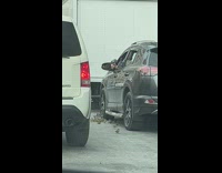 Man feeds birds while parked on the street 