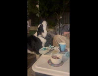 Dog howl to modern family theme song