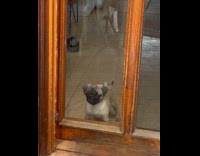 Pug puppy bump chest on door glass