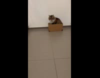 Cat catches ball and falls 