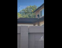 Dog in pajamas walking across balcony of house 