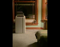 Raccoon crawls between small howl in window to get into room