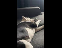 Dog lay on sofa push lick ball