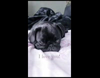 Black pug puppy on bed wakes up