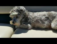 Shaggy dog car windy boat