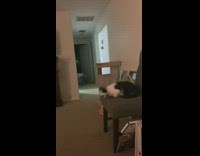 Guy throws bottle cap by fireplace cat