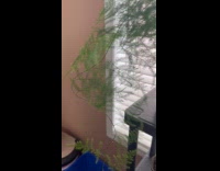 Plant on the pot with long steam