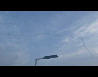 Flock of birds fly in line formation