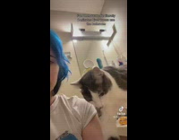 Cat loudly purrs rubbing face on owner 