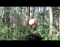 Bear plays dodgeball with cubs at woods