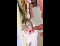 White cat eyes closed eats while asleep