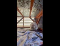 Bunny tries to attack phone on cage