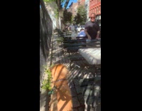 Golden retriever stares at loud barking cockatoo