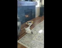 Cat play with sibling tail basket fireplace