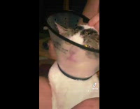 Woman in orange shirt puts cone on white cat 