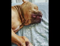 Dogs muzzle keeps shaking while asleep 