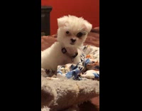 Dog slowly turns head glares at owner