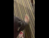 Woman falls on face while trying to surf on ottoman in hallway