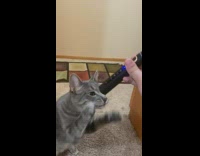 Pet cat rubs face and bites on electric toothbrush