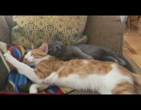 Two cats sleep on brown couch together 