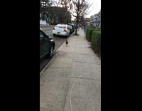 Chicken is about to cross the road but doesn't