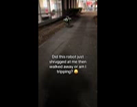 Robot dog look and shrug at filmer