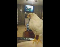 White chicken stands on couch closer to camera