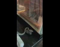 Collab PubityPets - Lady Have Pet Baby Snake Meet Pet Gecko inside acquarium