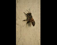Bee on the wall scratches its back with its legs